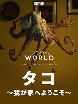 自然世界:家里的章鱼